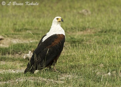 African fish eagle in Amboseli NP