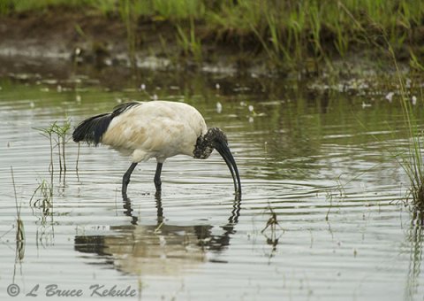 African Ibis in Nairobi National Park