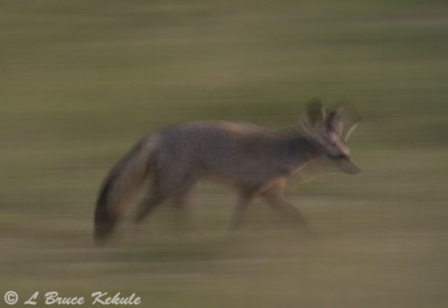 Bat-eared fox in Amboseli NP
