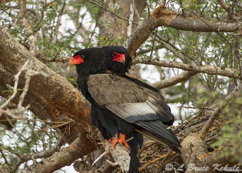 Bateleur in Tsavo (West)