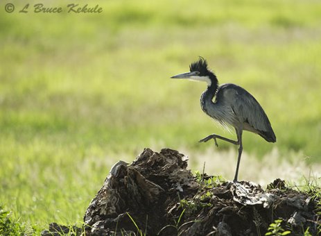 Black-headed heron in Amboseli NP