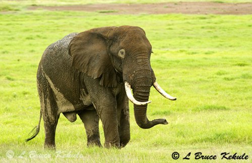 Elephant in Amboseli National Park