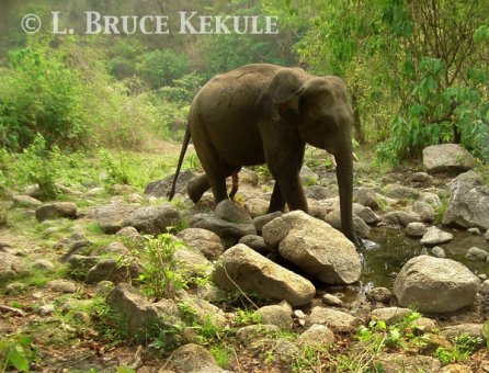 Tusker at mineral lick in Huai Kha Khaeng WS