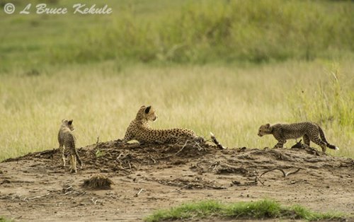 Cheetha family in Amboseli NP