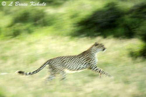 Cheetha in Amboseli NP