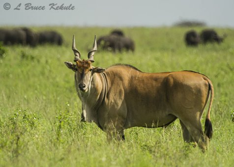 Eland bull in Nairobi NP