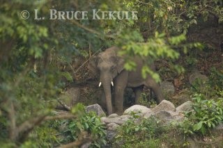 Tusker at mineral lick in Huai Kha Khaeng WS