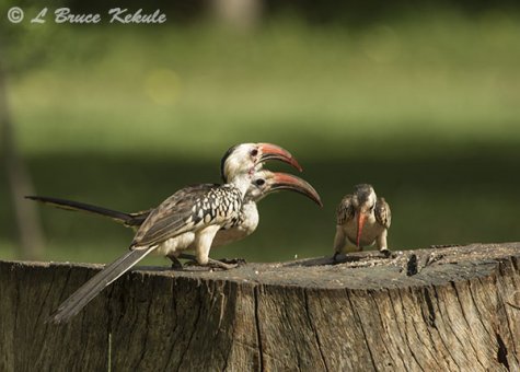 Ground hornbill in Tsavo (West)