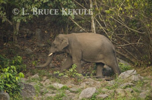 Tusker at mineral lick in Huai Kha Khaeng WS