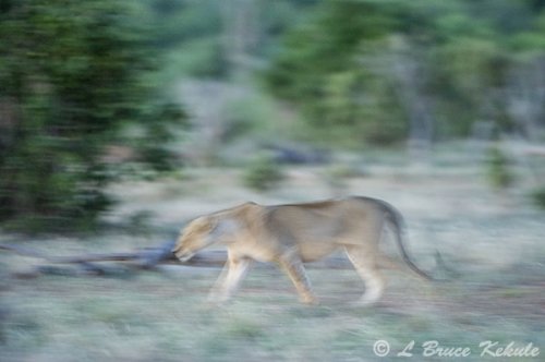 Lionese in late afternoon in Tsavo (East) NP