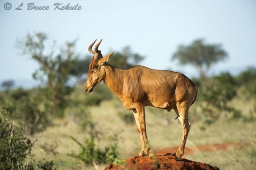 Red hartebeest in Taita WS