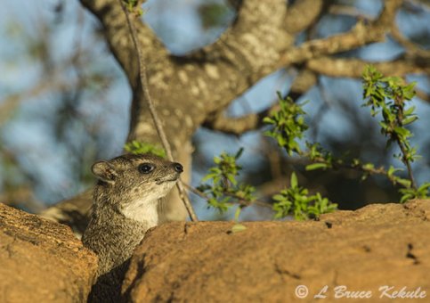 Rock hyrax in Tsavo (West)
