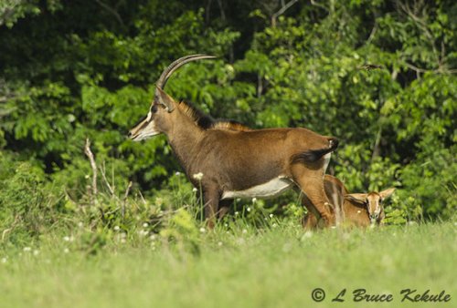 Sable antelope in Shimba Hills WS
