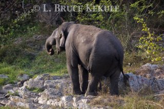 Wildlife Photographer