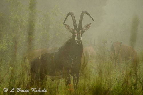 Sable antelope in Shimba Hills WS
