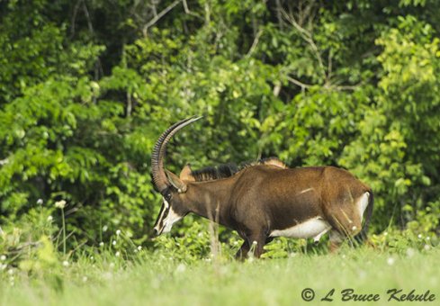 Sable antelope in Shimba Hills WS