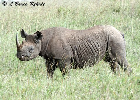 Black rhino in Nairobi National Park