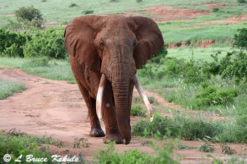 Bull elephant in Tsavo NP, Kenya Africa