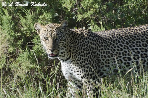 Leopard in Samburu Nationa Reserve