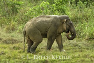 Tusker at mineral lick in Khao Ang Rue Nai WS