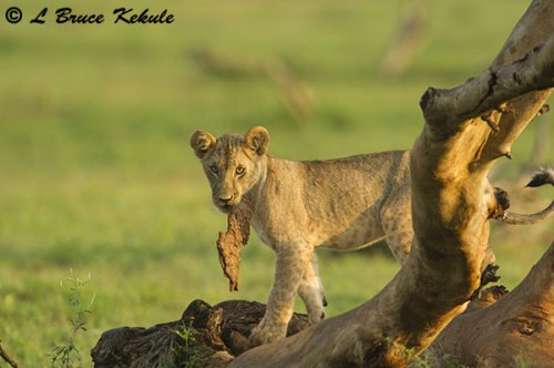 Lion cub in Tsavo East