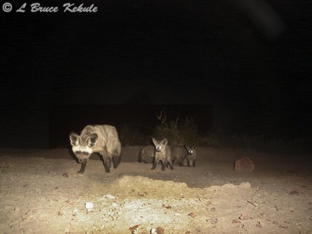 Bat-eared fox in Amboseli