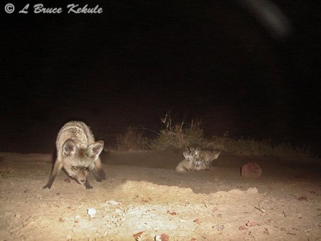 Bat-eared fox in Amboseli