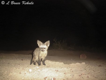 Bat-eared fox in Amboseli