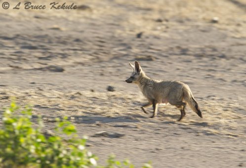 bat-eared-fox-in-amboseli1
