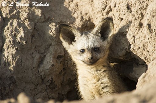Bat-eared fox in Amboseli