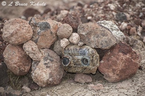 S40 Camera trap in Amboseli bat-eared foxes