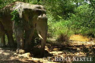 Tusker at mineral lick in Khao Ang Rue Nai WS