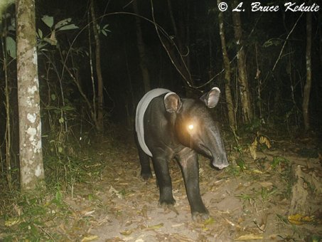 Tapir in Huai Kha Khaeng