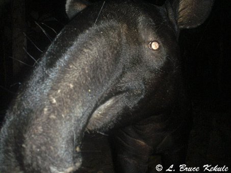 Tapir in Huai Kha Khaeng