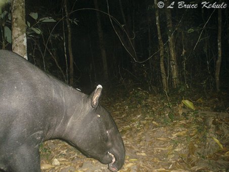Tapir in Huai Kha Khaeng