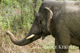 Tusker at mineral lick in Khao Ang Rue Nai WS