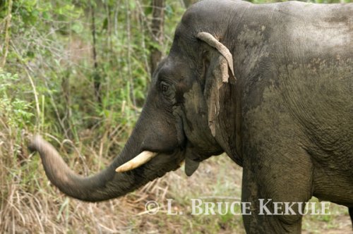 Tusker at mineral lick in Khao Ang Rue Nai WS