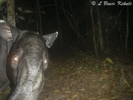 Tapir in Huai Kha Khaeng