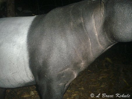 Tapir in Huai Kha Khaeng