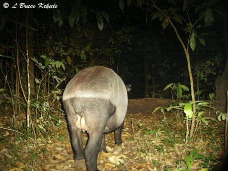 Tapir in Huai Kha Khaeng