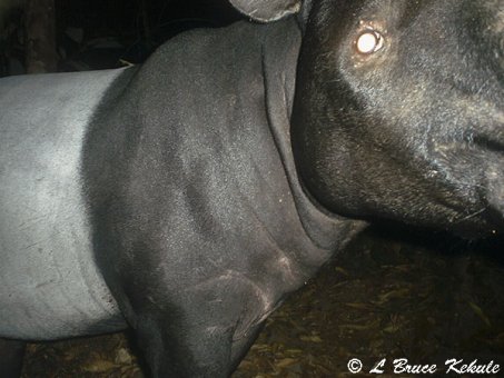 Tapir in Huai Kha Khaeng