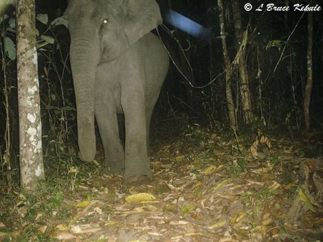 Elephants in Huai Kha Khaeng