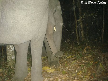 Elephants in Huai Kha Khaeng