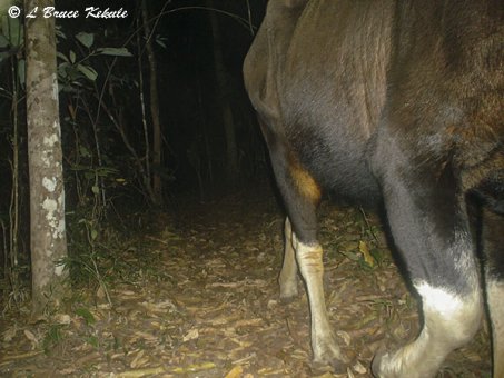 Gaur in Huai Kha Khaeng