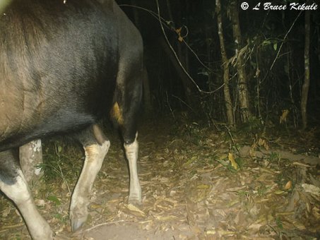 Gaur in Huai Kha Khaeng
