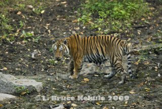 Indochinese tiger in Huai Kha Khaeng