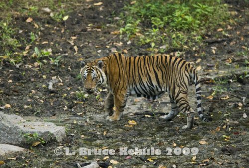 Indochinese tiger in Huai Kha Khaeng