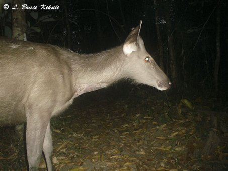 Sambar doe in Huai Kha Khaeng