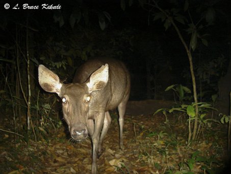 Sambar doe in Huai Kha Khaeng