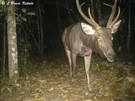 Sambar stag in Huai Kha Khaeng